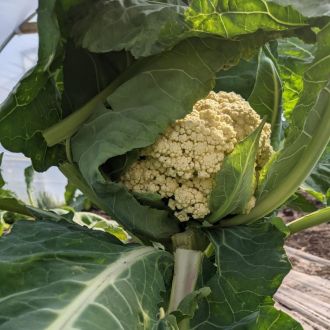 Poppa Dom's Farm blossoming cauliflower