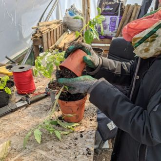 Sandra in Poppa Doms Farm re-planting plants to a larger home