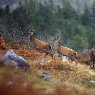 Killarney National Park