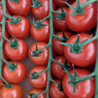 Fenit Fruit & Veg Hand picked Fenit Tomato