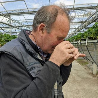 John O Sullivan from Sliabh Luachra Strawberries looking at blossoming strawberry flowers