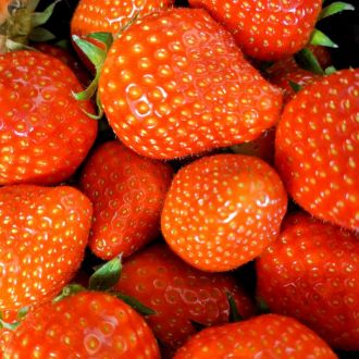 Sliabh Luachra Strawberries