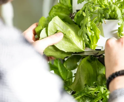 Person tending to fresh green lettuce in a hydroponic garden.