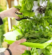 A person harvests fresh greens from a vertical garden into a tray.