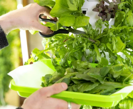 A person harvests fresh greens from a vertical garden into a tray.