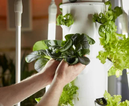 Hands harvesting fresh greens from indoor vertical garden in hotel.