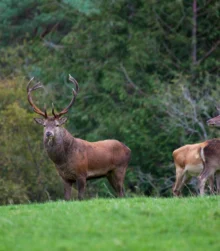 Majestic deer couple on lush green hillside with forest backdrop