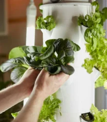 Person tending to lush vertical garden in cosy indoor setting.