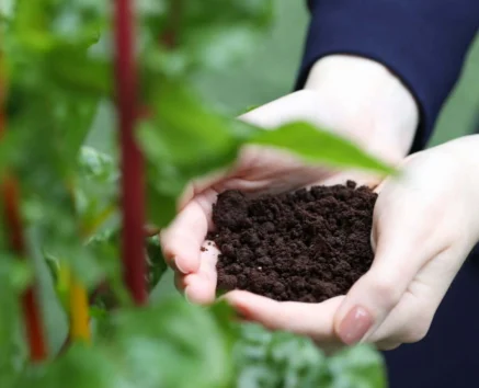 Hands holding rich soil amidst lush green garden plants.