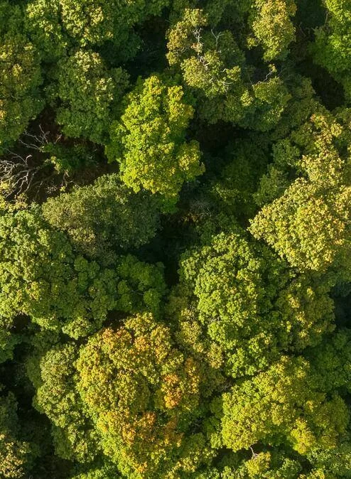 A lush, aerial view of vibrant green forest canopy, showcasing nature's beauty and tranquillity.
