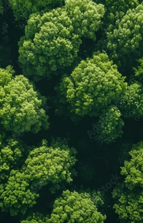 Aerial view of lush green forest canopy on a sunny day.